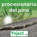 procesionaria del pino ynject