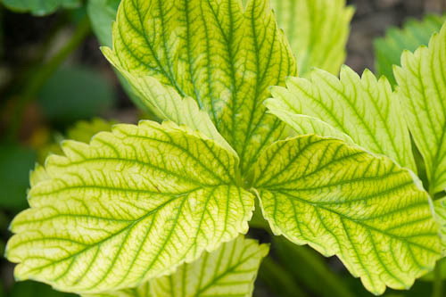 Síntomas de clorosis férrica en hojas de plantas